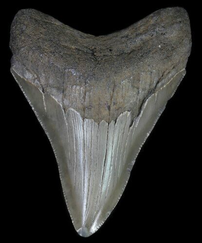 Serrated, Fossil Megalodon Tooth - Georgia #65778